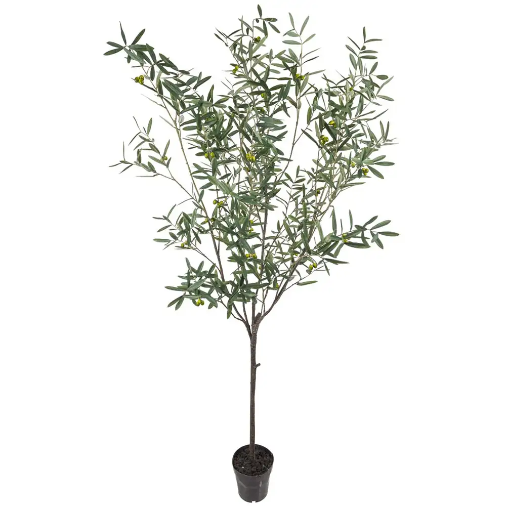Mr Plant, Oliivipuu 230 cm