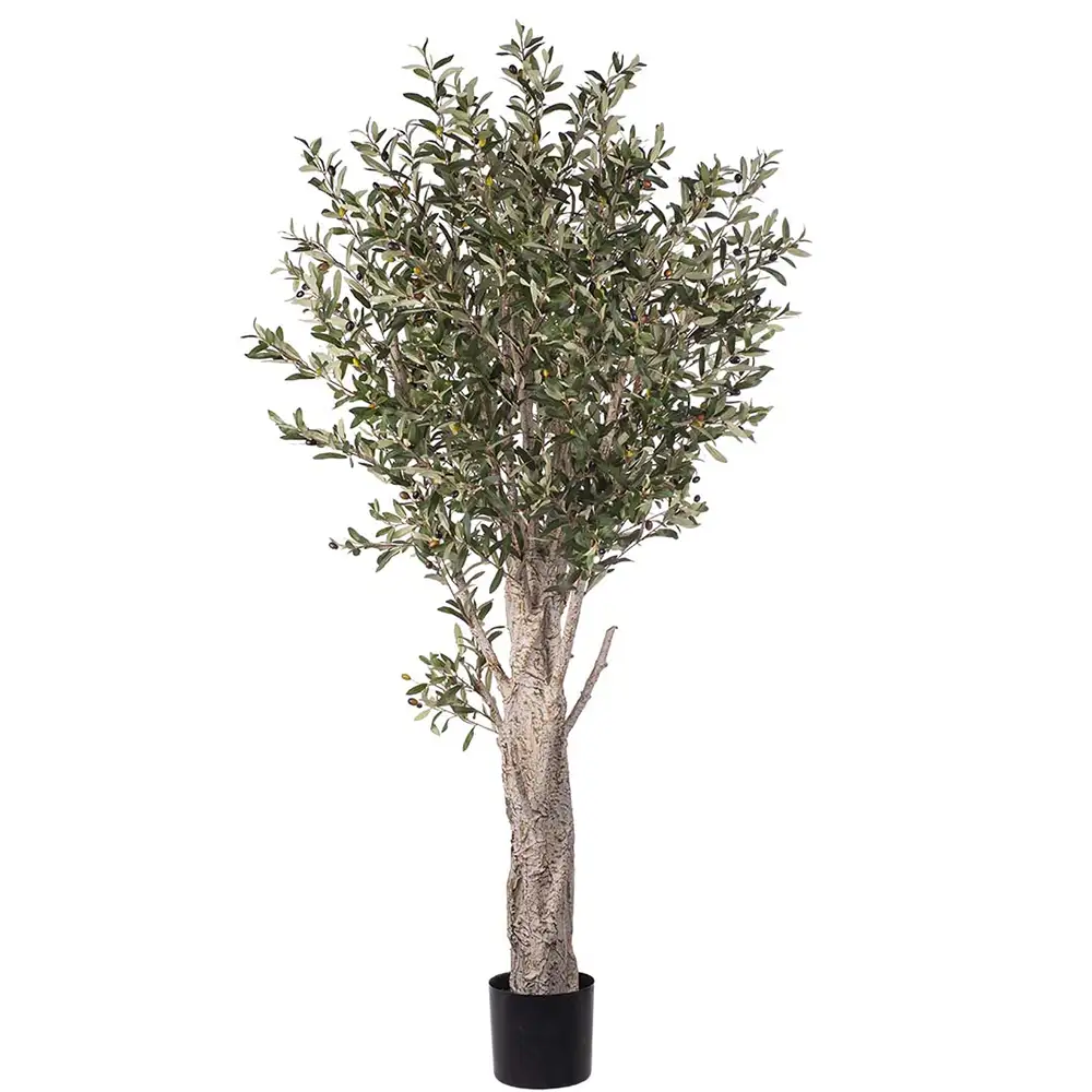 Mr Plant, Oliivipuu 190 cm