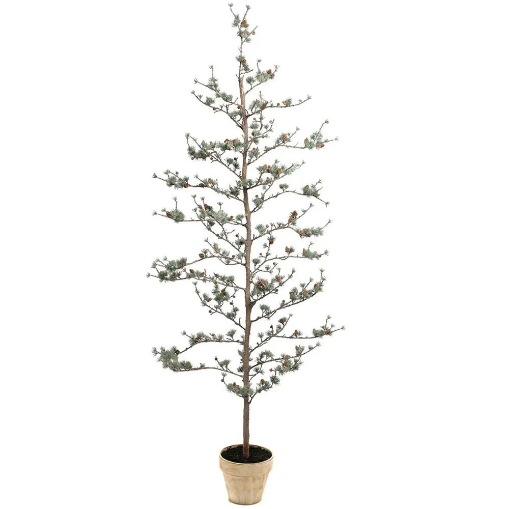 Mr Plant, Lehtikuusi 180 cm