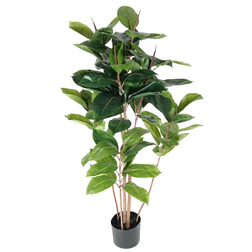 Mr Plant, Robusta-viikunapuu 120 cm