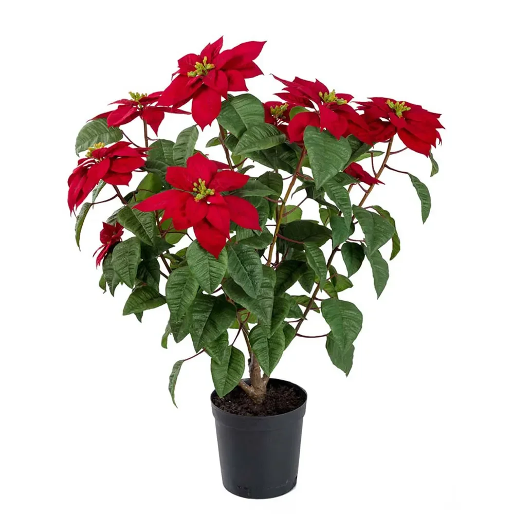 Mr Plant, Joulutähti 70 cm Punainen