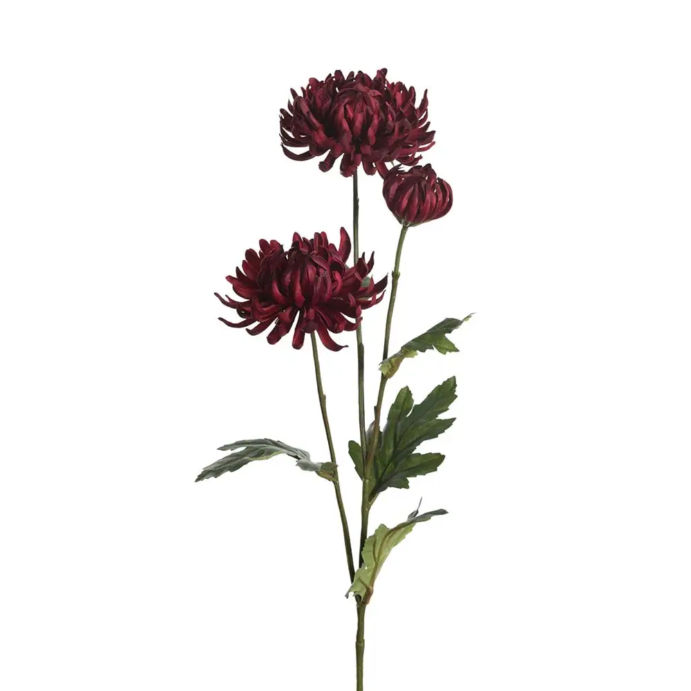 Mr Plant, Krysanteemi leikkokukka 60 cm punainen