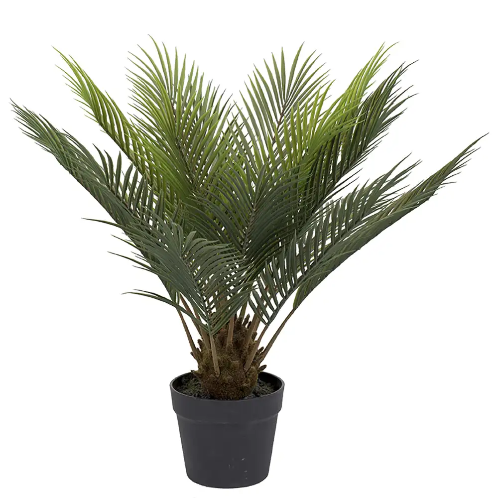 Mr Plant, Cycas Huonekasvi 60 cm