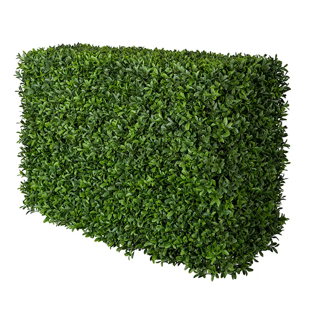 Mr Plant, Buxbom Pensas 50 cm