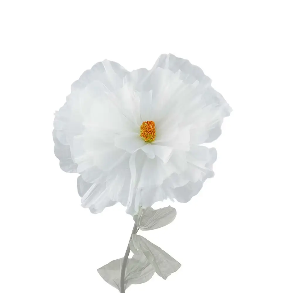 Mr Plant, Flower Daisy White