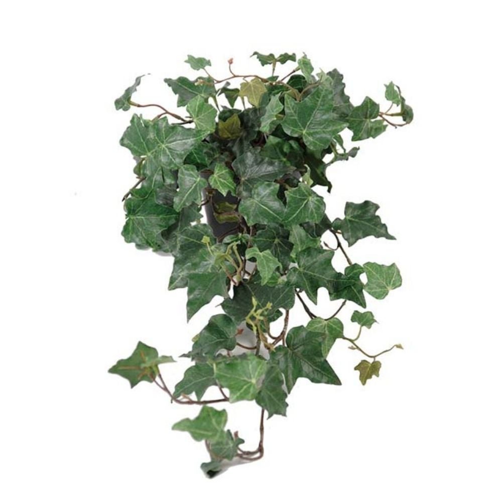 Mr Plant, Muratti Vihreä