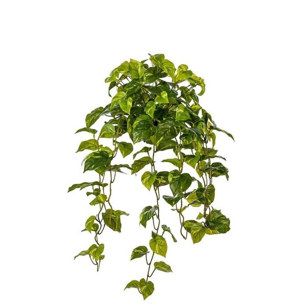 Mr Plant, Kultaköynnös Vihreä 30 cm