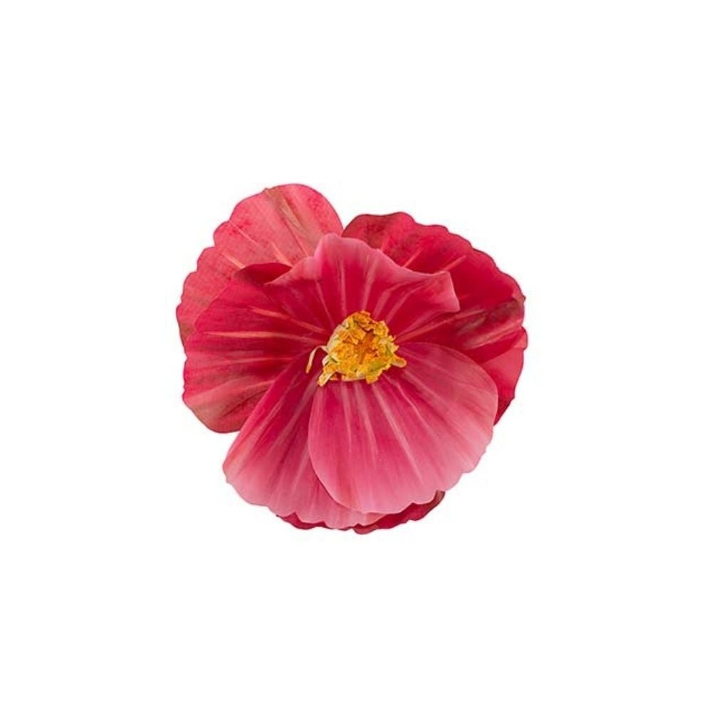Mr Plant, Kukka Signe seinä Cerise