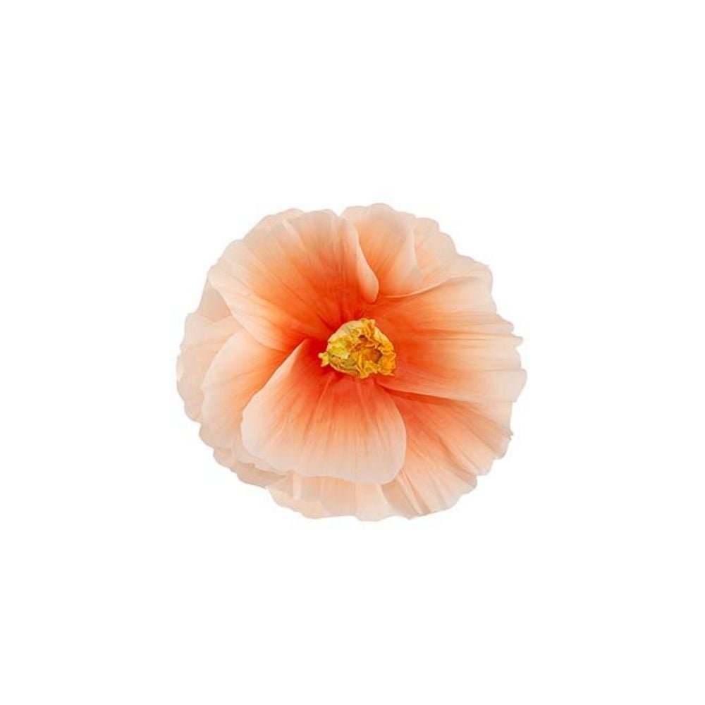 Mr Plant, Kukka Signe seinä Peach